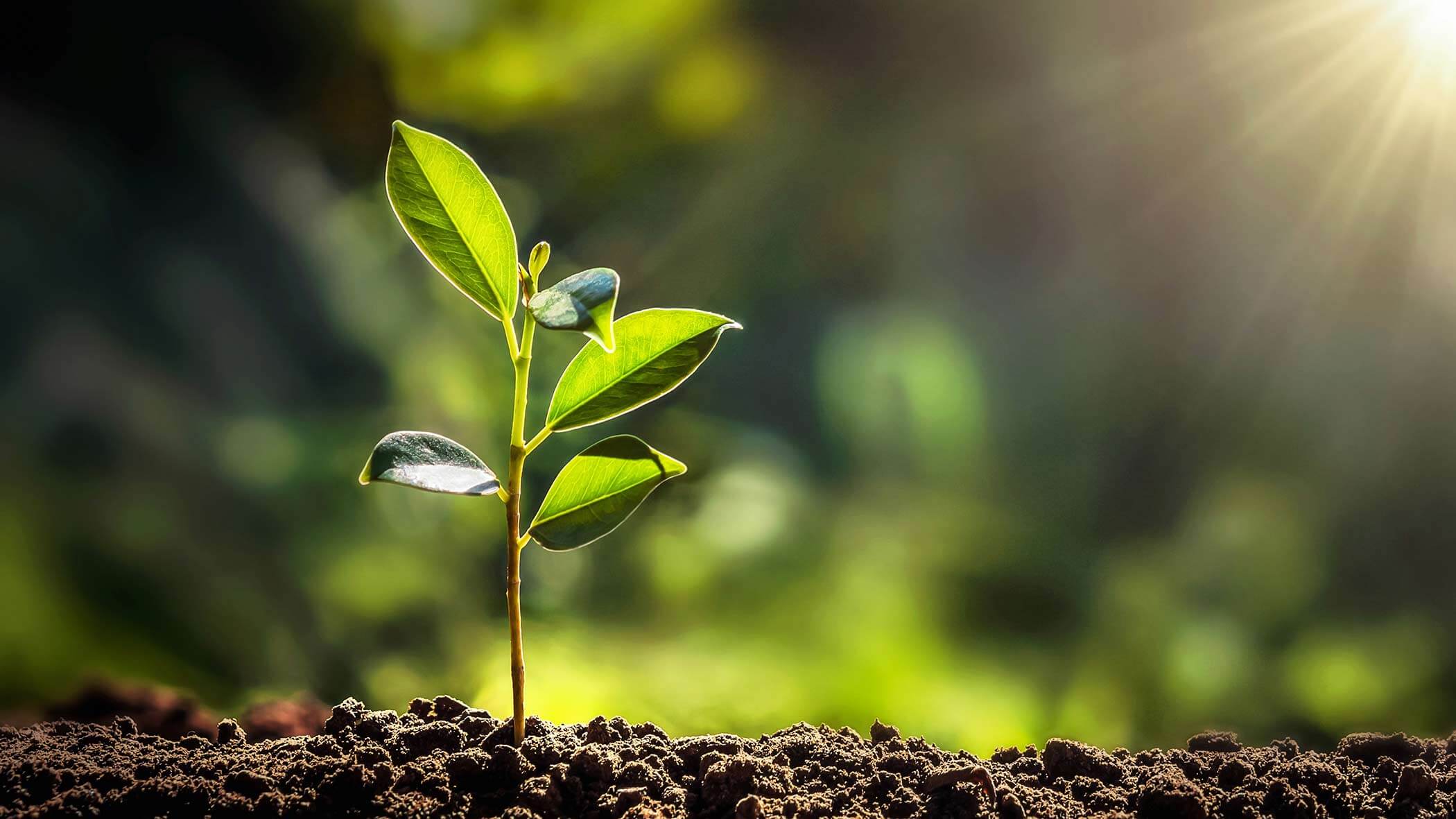 Quali sono i vantaggi di viaggiare in modo sostenibile?